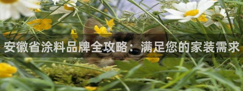 和记国际开户：安徽省涂料品牌全攻略：满足您的家装需求