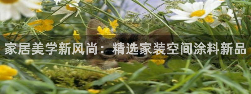和记5g电讯：家居美学新风尚：精选家装空间涂料新品